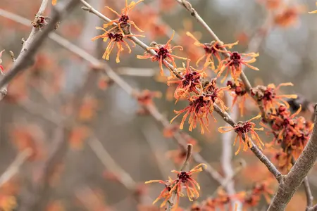 Hamamelis intermedia 'Aurora' - 40-60 CM C5 - image 4
