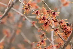 Hamamelis intermedia 'Aurora' - 40-60 CM C5 - image 4