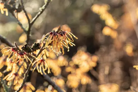 Hamamelis intermedia 'Aurora' - 40-60 CM C5 - image 5
