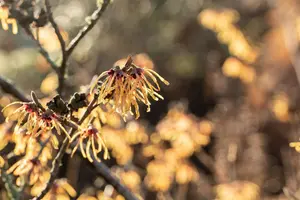Hamamelis intermedia 'Aurora' - 60-80 CM RB - image 5