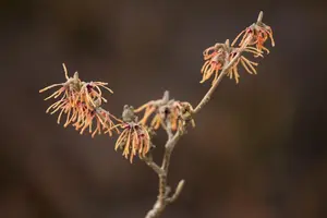 Hamamelis intermedia 'Aurora' - 125-150 CM C20 - image 1