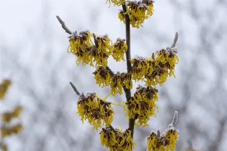 Hamamelis intermedia 'Barmstedt Gold' - 2 Ltr pot - image 1