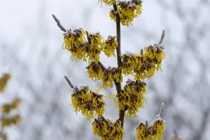 Hamamelis intermedia 'Barmstedt Gold'