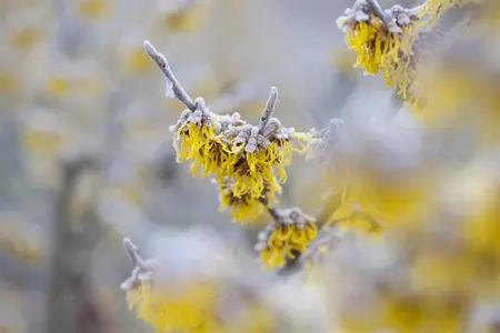 Hamamelis intermedia 'Barmstedt Gold' - 2 Ltr pot - image 2