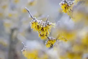 Hamamelis intermedia 'Barmstedt Gold' - 2 Ltr pot - image 2