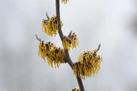Hamamelis intermedia 'Barmstedt Gold' - 2 Ltr pot - image 3