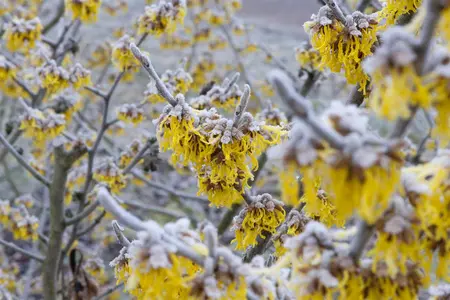 Hamamelis intermedia 'Barmstedt Gold' - 2 Ltr pot - image 5