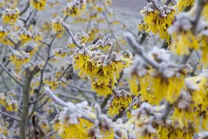 Hamamelis intermedia 'Barmstedt Gold' - 2 Ltr pot - image 5