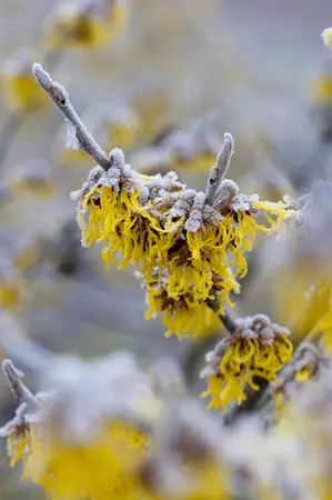 Hamamelis intermedia 'Barmstedt Gold' - 2 Ltr pot - image 4