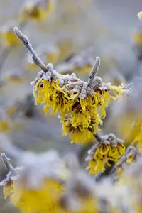 Hamamelis intermedia 'Barmstedt Gold' - 30-40 CM C5 - image 4