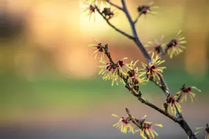 Hamamelis intermedia 'Cyrille'