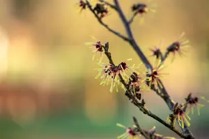 Hamamelis intermedia 'Cyrille' - 30-40 CM C3 - image 2