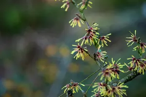Hamamelis intermedia 'Cyrille' - 30-40 CM C3 - image 3