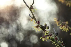 Hamamelis intermedia 'Cyrille' - 30-40 CM C3 - image 4