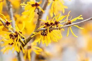 Hamamelis intermedia 'Evi' - P9 - image 2