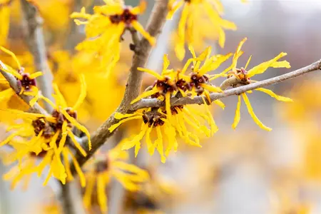 Hamamelis intermedia 'Evi' - 50-60 CM C5 - image 2