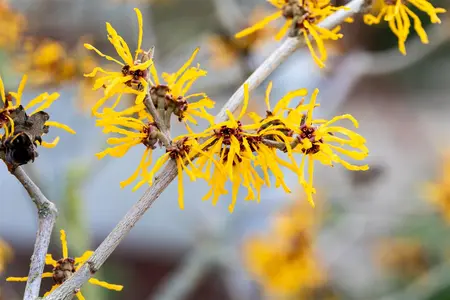 Hamamelis intermedia 'Evi' - 100-125 CM C20 - image 3