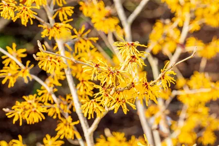 Hamamelis intermedia 'Evi' - 2 Ltr pot - image 1