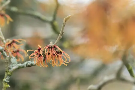 Hamamelis intermedia 'Jelena' - 3 Ltr pot - image 4