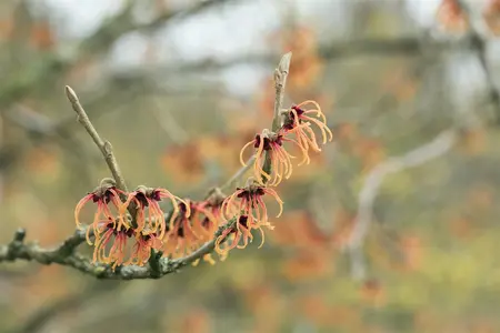 Hamamelis intermedia 'Jelena' - 3 Ltr pot - image 5