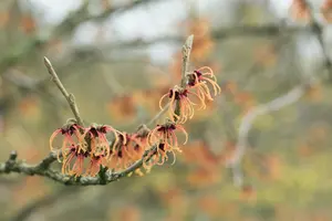 Hamamelis intermedia 'Jelena' - 3 Ltr pot - image 5