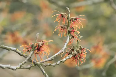 Hamamelis intermedia 'Jelena' - 3 Ltr pot - image 1