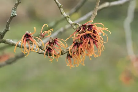Hamamelis intermedia 'Jelena' - 3 Ltr pot - image 3