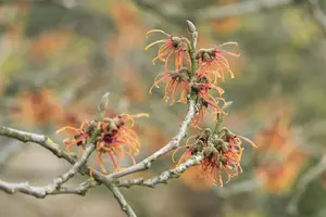 Hamamelis intermedia 'Jelena' - 125-150 CM C20 - image 1