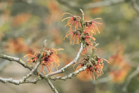 Hamamelis intermedia 'Jelena' - 100-125 CM C20 - image 1
