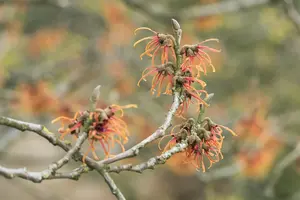 Hamamelis intermedia 'Jelena' - 100-125 CM C20 - image 1
