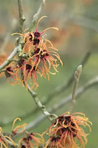 Hamamelis intermedia 'Orange Beauty'