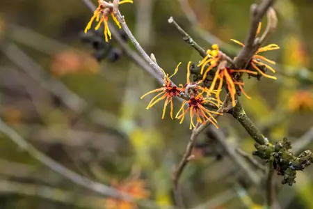 Hamamelis intermedia 'Orange Beauty' - 50-60 CM C5 - image 3