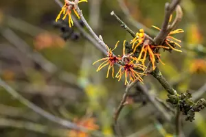 Hamamelis intermedia 'Orange Beauty' - 50-60 CM C5 - image 3