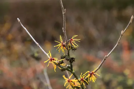 Hamamelis intermedia 'Orange Beauty' - 50-60 CM C5 - image 4