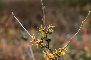 Hamamelis intermedia 'Orange Beauty' - 80-100 CM RB - image 4
