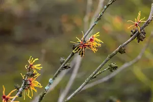 Hamamelis intermedia 'Orange Beauty' - 125-150 CM C15 - image 2