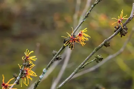 Hamamelis intermedia 'Orange Beauty' - 30-40 CM C5 - image 1