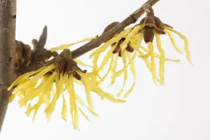 Hamamelis intermedia 'Pallida'