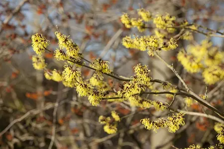 Hamamelis intermedia 'Primavera' - 40-60 CM C10 - image 1