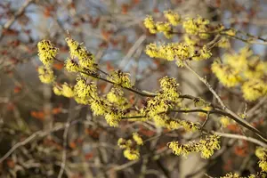 Hamamelis intermedia 'Primavera'