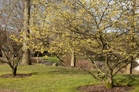 Hamamelis intermedia 'Primavera' - 40-60 CM C10 - image 2