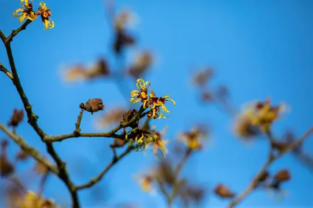 Hamamelis intermedia 'Primavera' - 40-60 CM C10 - image 5