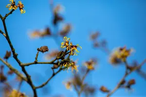 Hamamelis intermedia 'Primavera' - 40-60 CM C10 - image 5