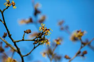 Hamamelis intermedia 'Primavera' - 2 Ltr pot - image 5