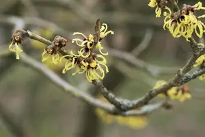 Hamamelis intermedia 'Primavera' - 50-60 CM C5 - image 3