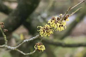 Hamamelis intermedia 'Primavera' - 40-60 CM C10 - image 4