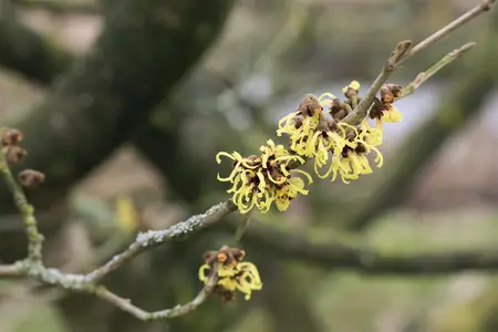 Hamamelis intermedia 'Primavera' - 2 Ltr pot - image 4
