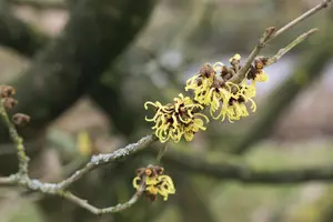 Hamamelis intermedia 'Primavera' - 2 Ltr pot - image 4