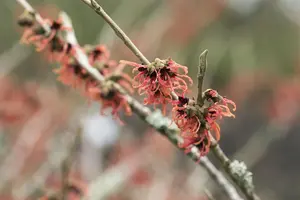 Hamamelis intermedia 'Robert' - 40-50 CM C2 - image 5