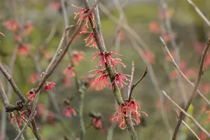 Hamamelis intermedia 'Rubin' - 2 Ltr pot - image 2